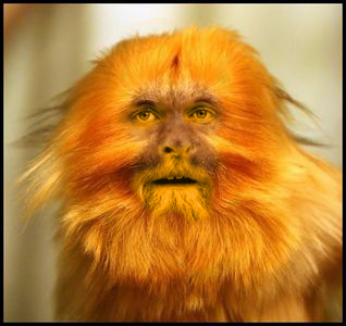 golden tamarin brunkey